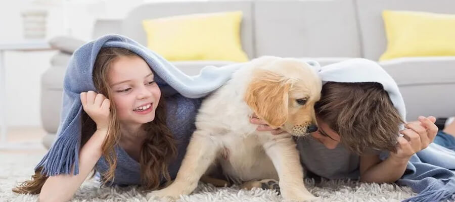 "The Best Games to Play with Your New Puppy: Fun Activities for Bonding and Training"